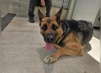 Gina: Traumhund für alle Schäferhundfreunde