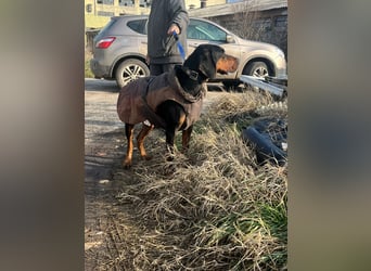 Jack , ungarische Bracke, sucht die Wärme und Nähe des Menschen