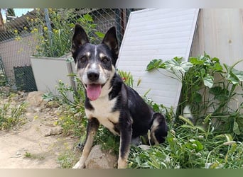 Negan(CO) Einzelprinz sucht eine ruhige Familie zum lieb haben