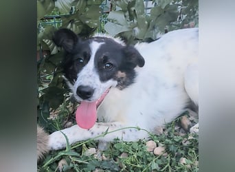Ringo sucht seine Menschen