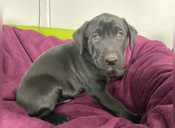 Süße aufgeweckte Mischlingswelpen Labrador-Retriever von Schulhunden