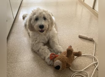 Abgabebereite Goldendoodle & Labradoodle Labrador+Golden+Retriever+Pudel Welpen