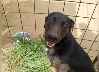 Lomri, vorsichtige Hundedame, ca. 6 Jahre, ca. 17 kg