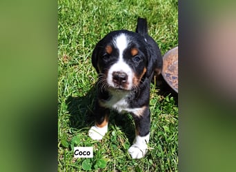 Appenzeller Sennenhund Welpen