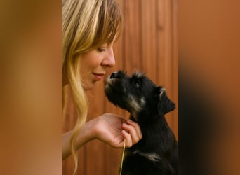 Molly - bezauberndes Zwergschnauzer- Mädchen sucht ab sofort ihr Für-Immer-Zuhause