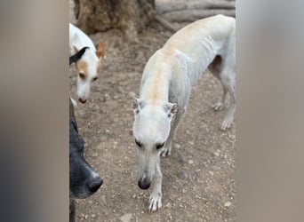 Invierno, ein toller Galgo Bub