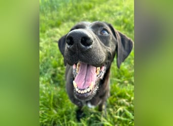 Maffy - Labrador-Mix-Hündin mit Herz sucht ihr Für-immer-Zuhause
