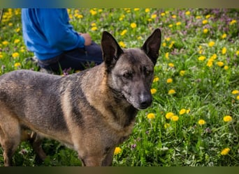 Flower-  Liebevolle Malinois-Mix-Hündin sucht ein geborgenes Zuhause