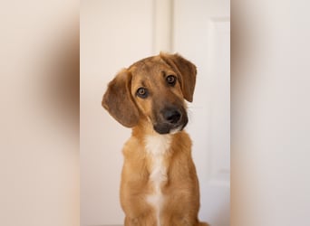 Herzensbrecher Bernie sucht sein Happy End (82515 Wolfratshausen)
