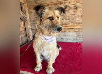 ❤️ superliebe Familienhündin - 2,5 Jahre, 50cm/20kg - Schnauzer-Mix