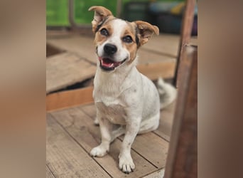 Didier - freundlicher, aktiver, verspielter kleiner Jack Russel-Mix Rüde / z.Zt. noch in Rumänien
