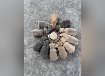 Sportliche Gesunde Französische Bulldoggen aus seriöser Familienzucht!