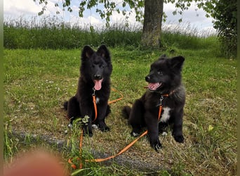Spitz-Welpen aus liebevoller Hobbyzucht - Großspitz schwarz und grau - Deutsche Spitze