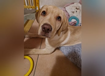 Labrador Welpe (Hündin) sucht ihr Traumzuhause