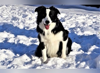 Verkaufe Reinrassige Border Collie Welpen