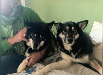 Lola, fröhliche, sehr soziale, aktive Junghündin sucht Traumplatz
