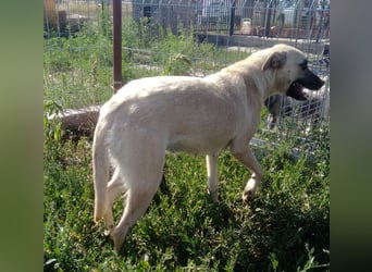 MAXI sucht Familienanschluss