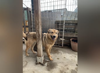 SINA, Hündin, 7 Jahre, 53 cm, Mischling, Tierschutz