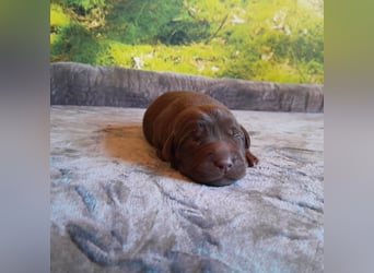 Reinrassige Labradorwelpen
