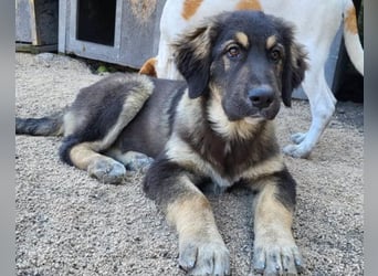 Aramis ❤️ liebevoll aufgeweckter Jungrüde