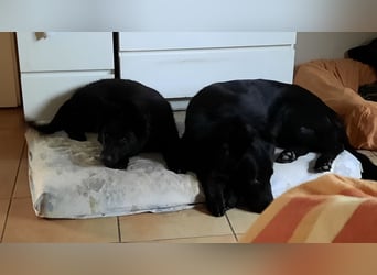 Altdeutsche Schäferhund Welpen