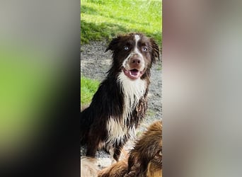 Australian Shepherd Red Bi Deckrüde