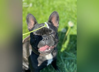 Frieda - spielt gerne