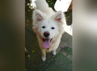 Josefina SR- Junge Maus sucht Familie