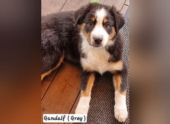 Australian Shepherd Welpen bald abgabebereit!