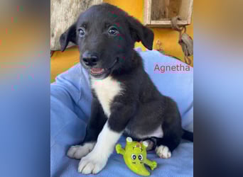 Border Collie Mischlings Welpen