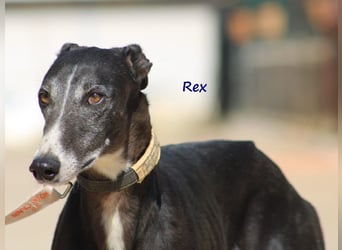 Rex 08/2019 (ESP) - aufgeschlossener, sozialer und angenehmer Galgo!