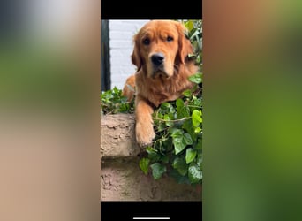 Golden Retriever dark reinrassig