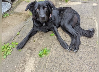 Hofhund Herdenschutzhund