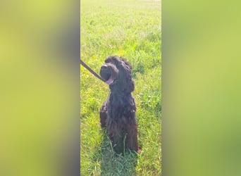 Jacky VI – Lebensfroher Riesenschnauzer sucht aktives Zuhause