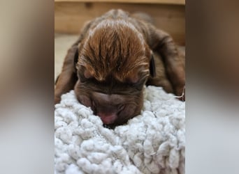 Rodesian Ridgeback Welpen im Kennel "Free Spirit"