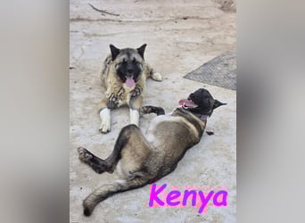 Kenya 10/2024 (ESP) - lebensfrohe und liebevolle, wunderschöne Malinois Junghündin!