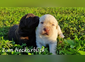 Labrador Welpen in der Farbe chocolate und blond vom Züchter