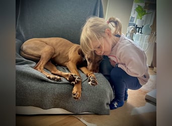 Wurfankündigung Magyar Vizsla Welpen (Mai 25)