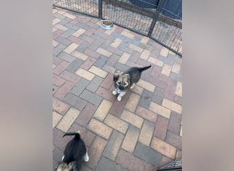 Chihuahua-Pekinese