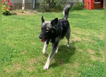 ♥ALITA♥ Pflegestelle dringend gesucht - wunderschöne, aufgeschlossene Herdenschutz-Mix-Hündin 59 cm