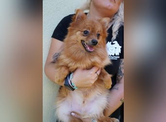 Nico SR - Kleiner Schatz sucht Liebe!