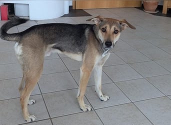 Trusky - Fröhliche Ohren suchen neue Couch (81667 München)