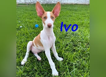 Ivo geb. 03/2025 (ESP) - verspielter Podenco Ibicenco Welpe!