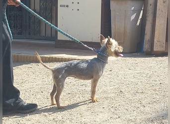 Cleo, offen, freundlich, verträglich