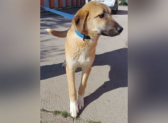 Petunia Kangal Mischling Hündin Junghund sucht Zuhause oder Pflegestelle