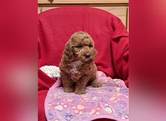 Goldendoodle F1b in Medium