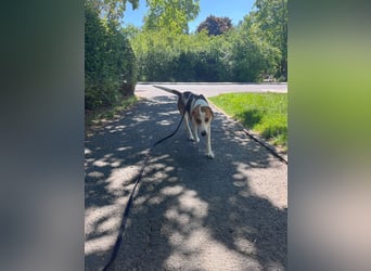 Familienhund Lona, zu besuchen in Bad Nauheim