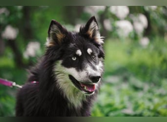 Bezaubernder Tierschutzhund Artek❤️sucht Pflege- oder Endstelle in liebevollem Zuhause