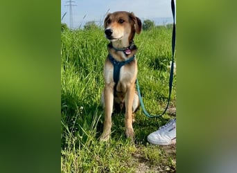 Dringend Pflegestelle oder neues Zuhause für Lemmy gesucht! (38820 Halberstadt)