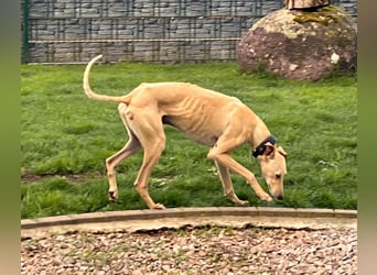 sanfter Galgo-Rüde Pantu (Tierschutz)